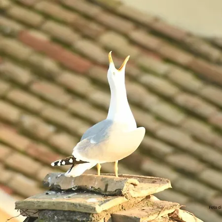 Guest house Relais Arco Della Pace Rome